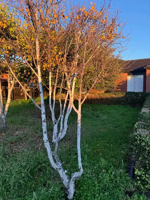 Tidied pergola deck and garden (before)