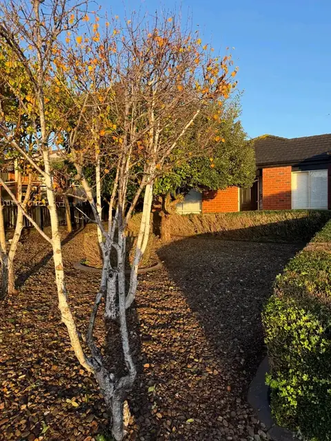 Tidied pergola deck and garden (after)