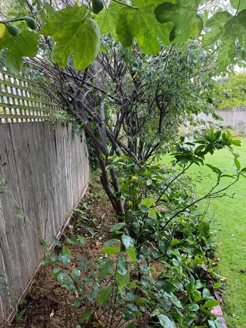 Newly planted garden bed along a fence (before)
