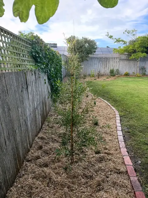 Newly planted garden bed along a fence (after)