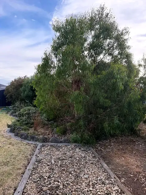 Restored garden with mulch and stone edging (before)