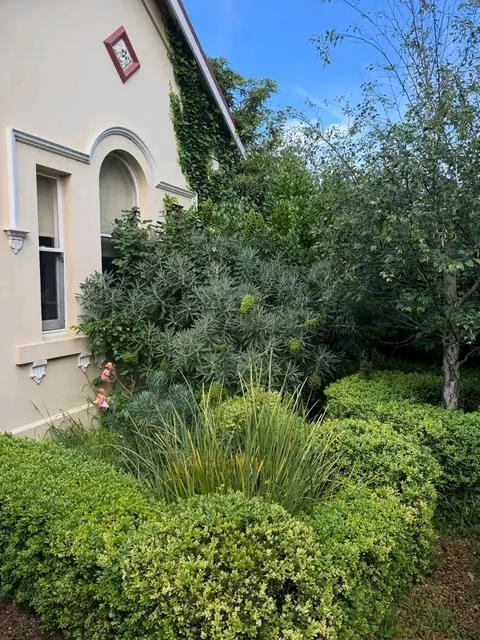 Trimmed hedges in front of a heritage home (before)
