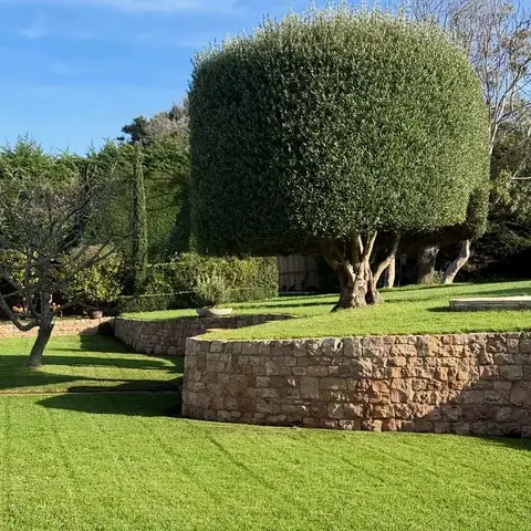 Mown lawn, stone wall and cloud-pruned tree
