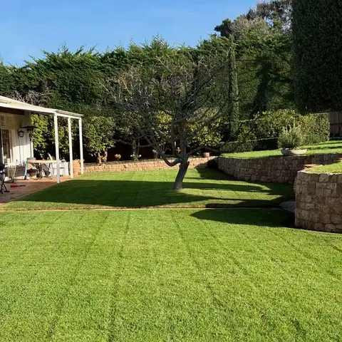 Mown lawn, stone wall and cloud-pruned tree (2 of 4)