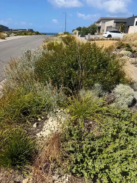 Native plants and gravel garden by the street (before)