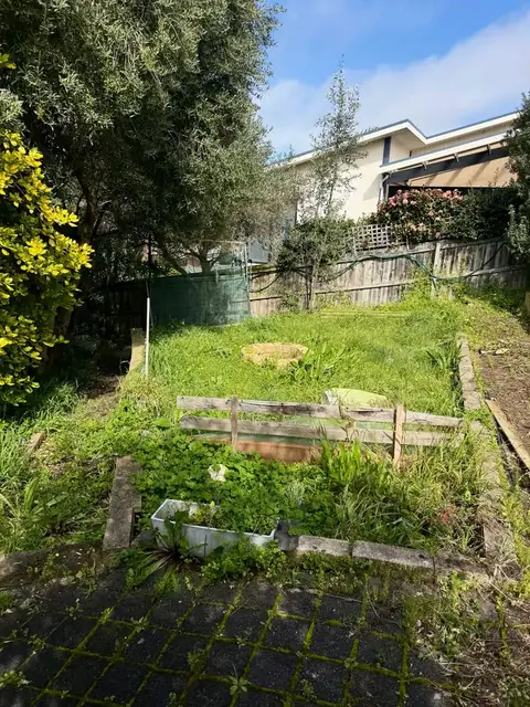 Backyard cleared of overgrowth in Warrnambool (before)