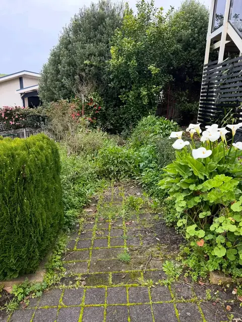 Backyard cleared of overgrowth in Warrnambool (before)