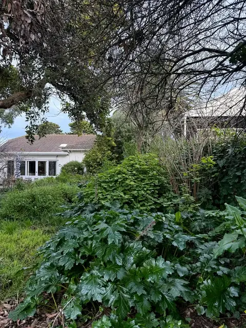Backyard cleared of overgrowth in Warrnambool (before)