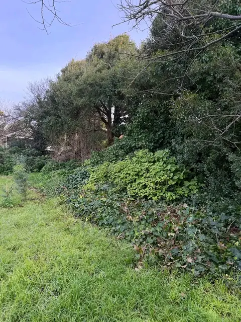 Backyard cleared of overgrowth in Warrnambool (before)