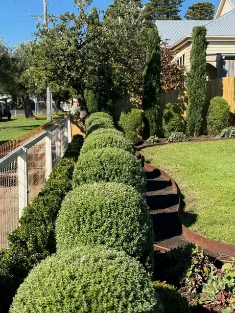 Clipped box hedges and topiary at a heritage home