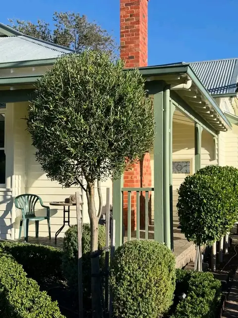 Clipped box hedges and topiary at a heritage home (3 of 4)