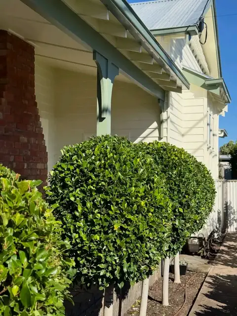 Clipped box hedges and topiary at a heritage home (4 of 4)